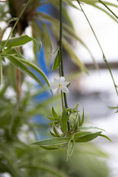 吊蘭花