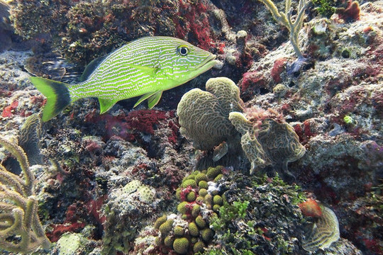 好多魚