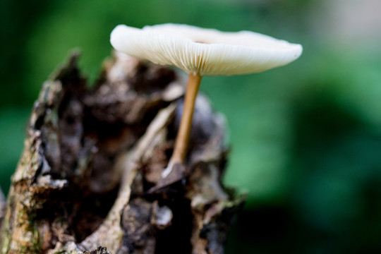 腐木野生菌