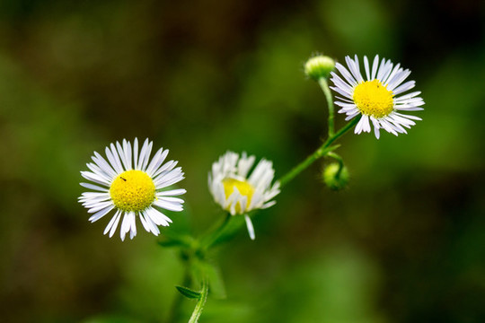 小花