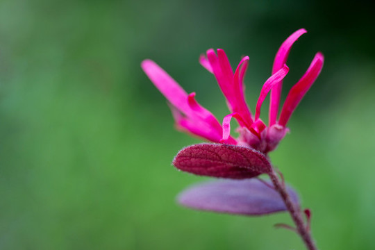 紅花檵木
