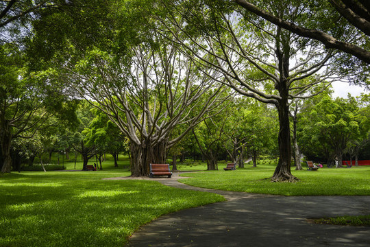 公園榕樹