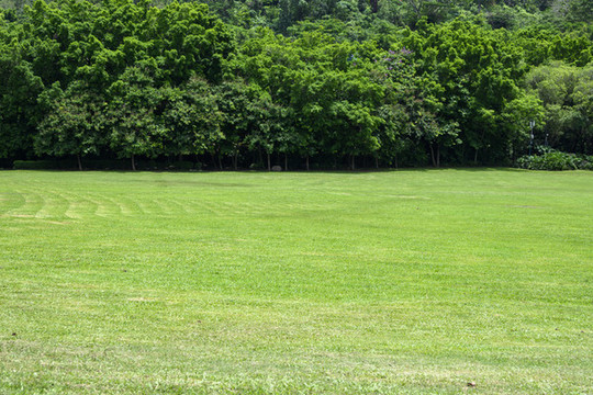 公園草地