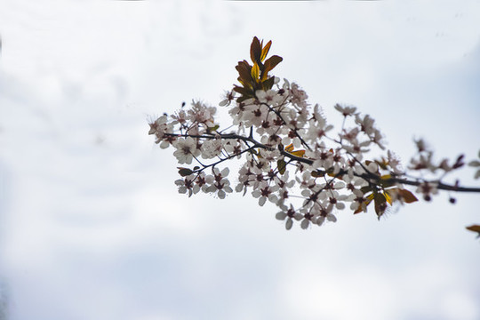 櫻花