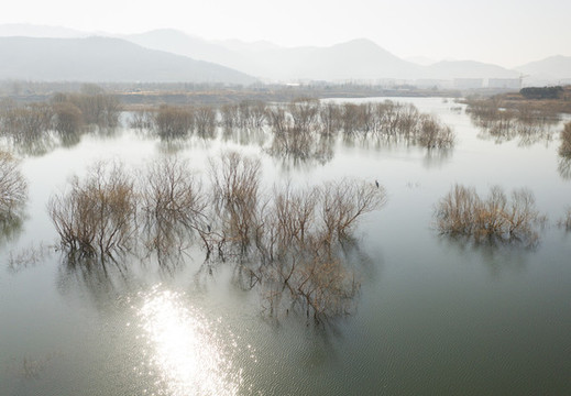 水庫柳樹