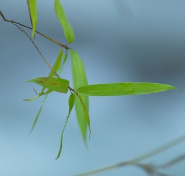 水上竹葉