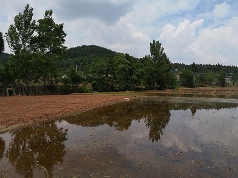 水田