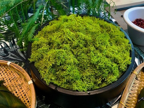 假苔蘚盆景