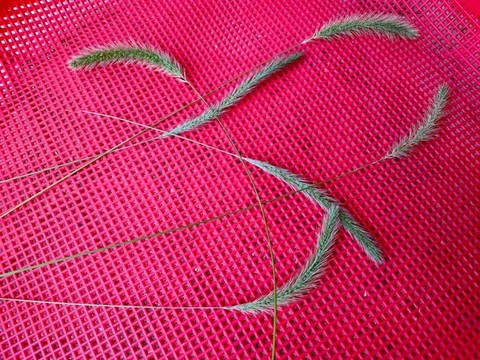 狗尾草