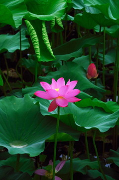 北海公園荷花