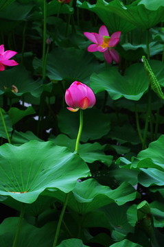 北海公園荷花