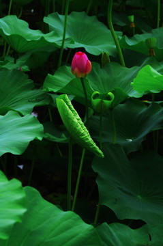 北海公園荷花