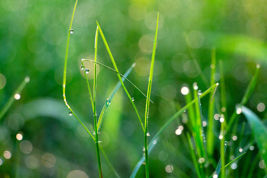水珠小草