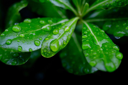 綠葉水珠