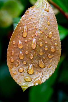 水珠