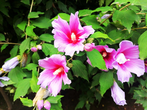 木槿花