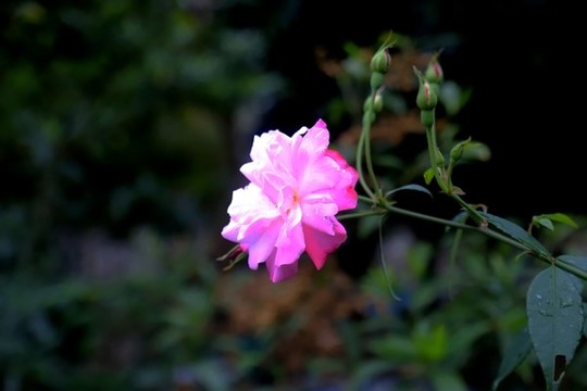 月季花
