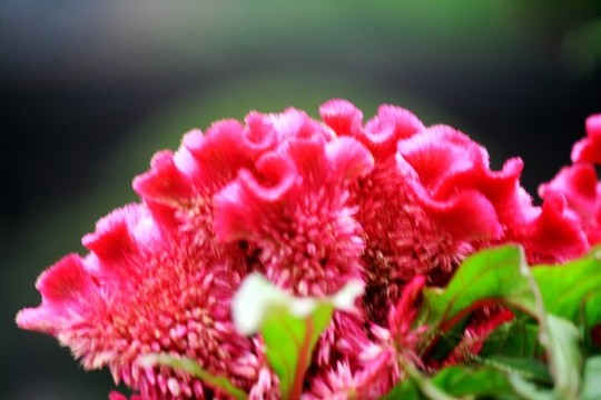 雞冠花