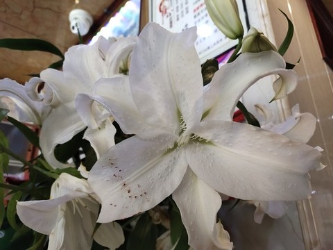百合花特寫