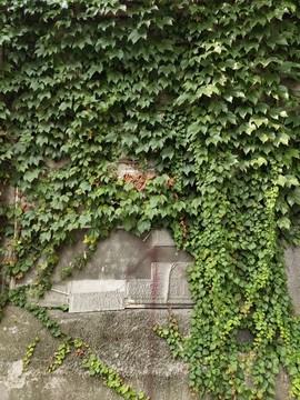 爬山虎綠植墻