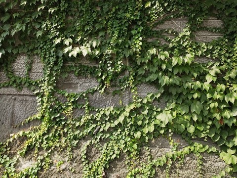 爬山虎綠植墻大圖