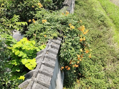凌霄花
