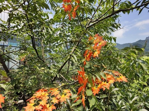 樹(shù)上的青核桃