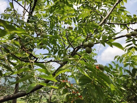 核桃果實