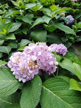 繡球花