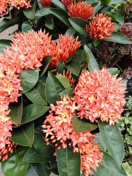 龍船花