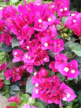 葉子花