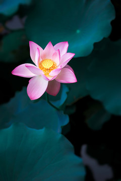 愛(ài)蓮說(shuō)