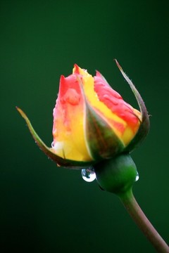 花蕾