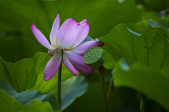 荷花