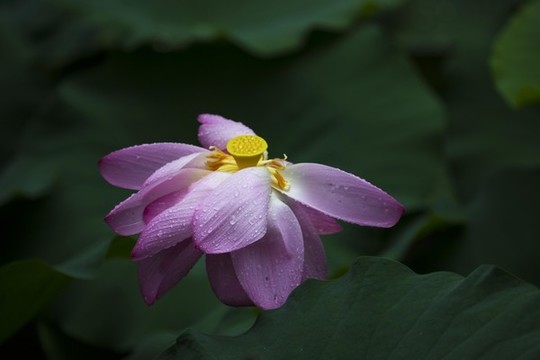 荷