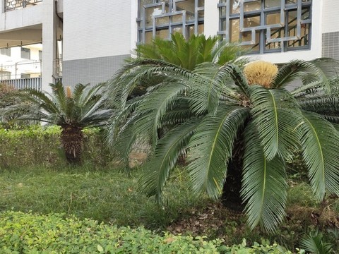 鐵樹開花
