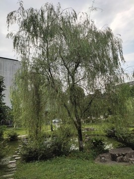 大柳樹