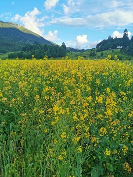 魯朗高原牧場(chǎng)