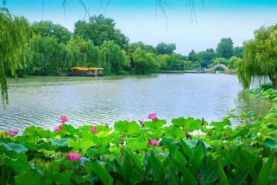 揚(yáng)州瘦西湖荷花