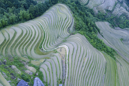 廣西龍脊梯田