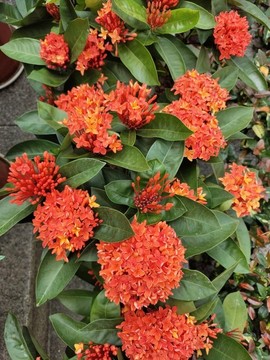 盛開(kāi)的龍船花