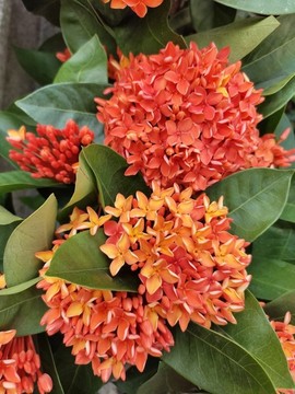 龍船花