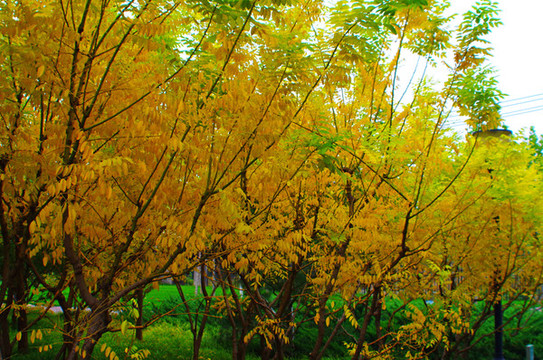 北京大望京公園