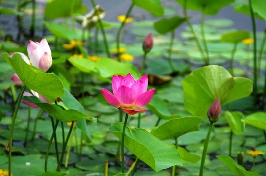 北京東一時(shí)區(qū)公園荷花