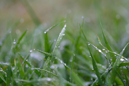 雨后挂水珠的小草和小花