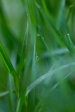 雨后掛水珠的小草和小花
