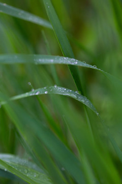 雨后掛水珠的小草和小花