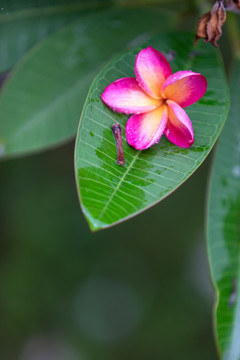 雞蛋花