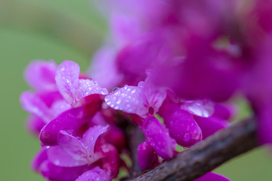 雨后的紫荊花