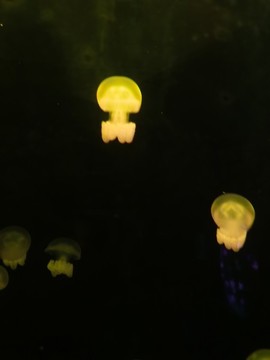 水母
